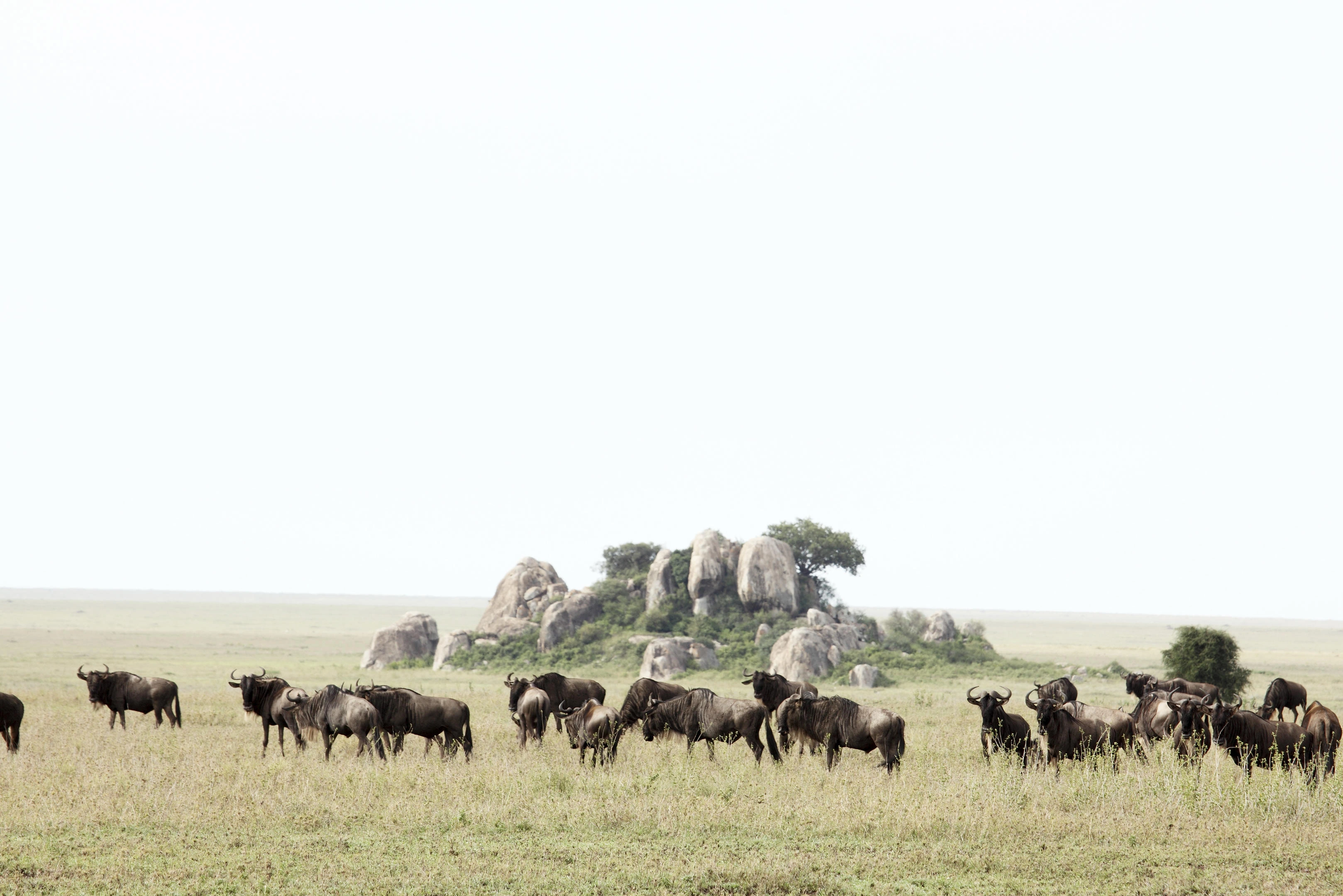 Private safari in Tanzania and Kenya — iconic wilderness moments