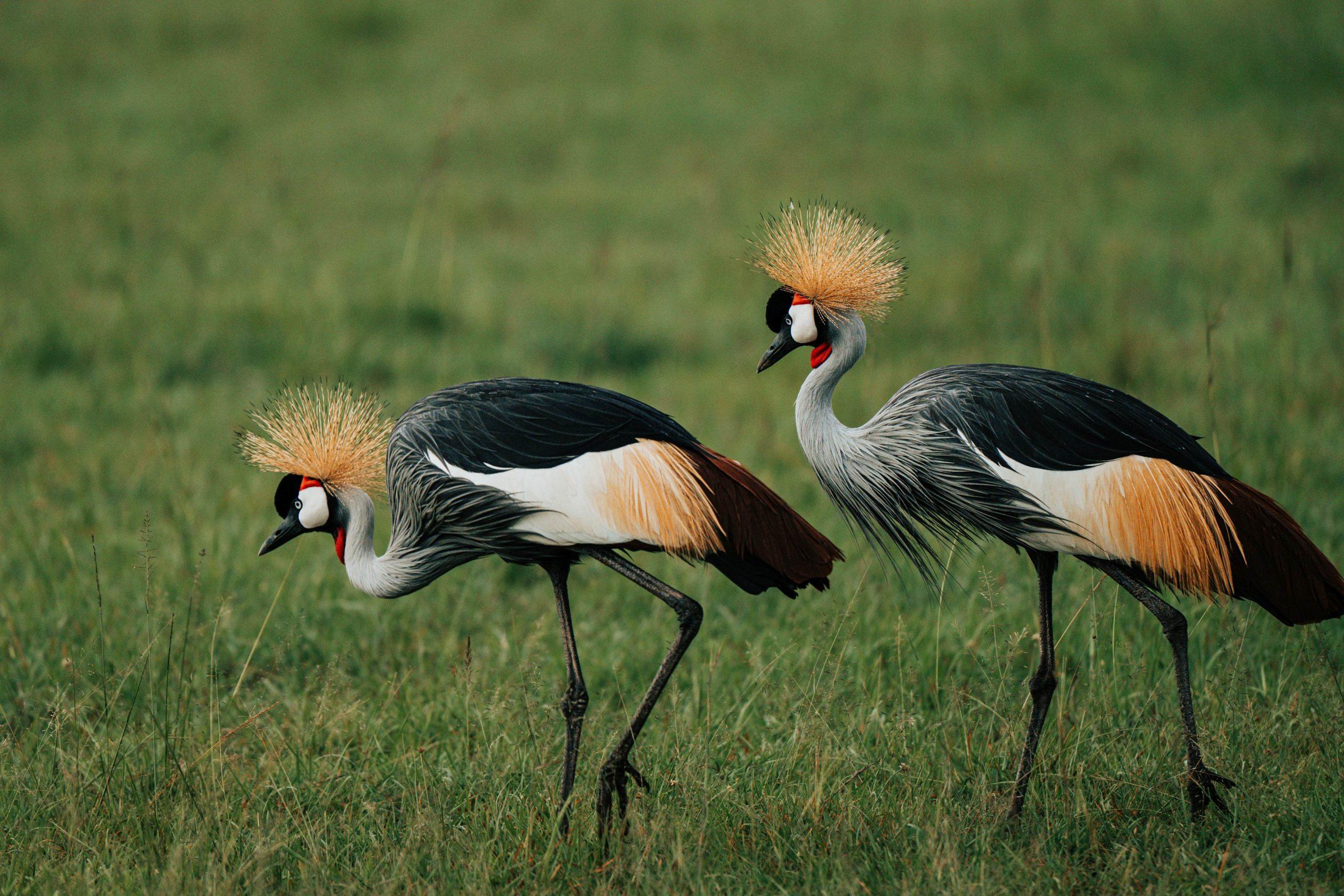 4-Day Serengeti & Ngorongoro Group