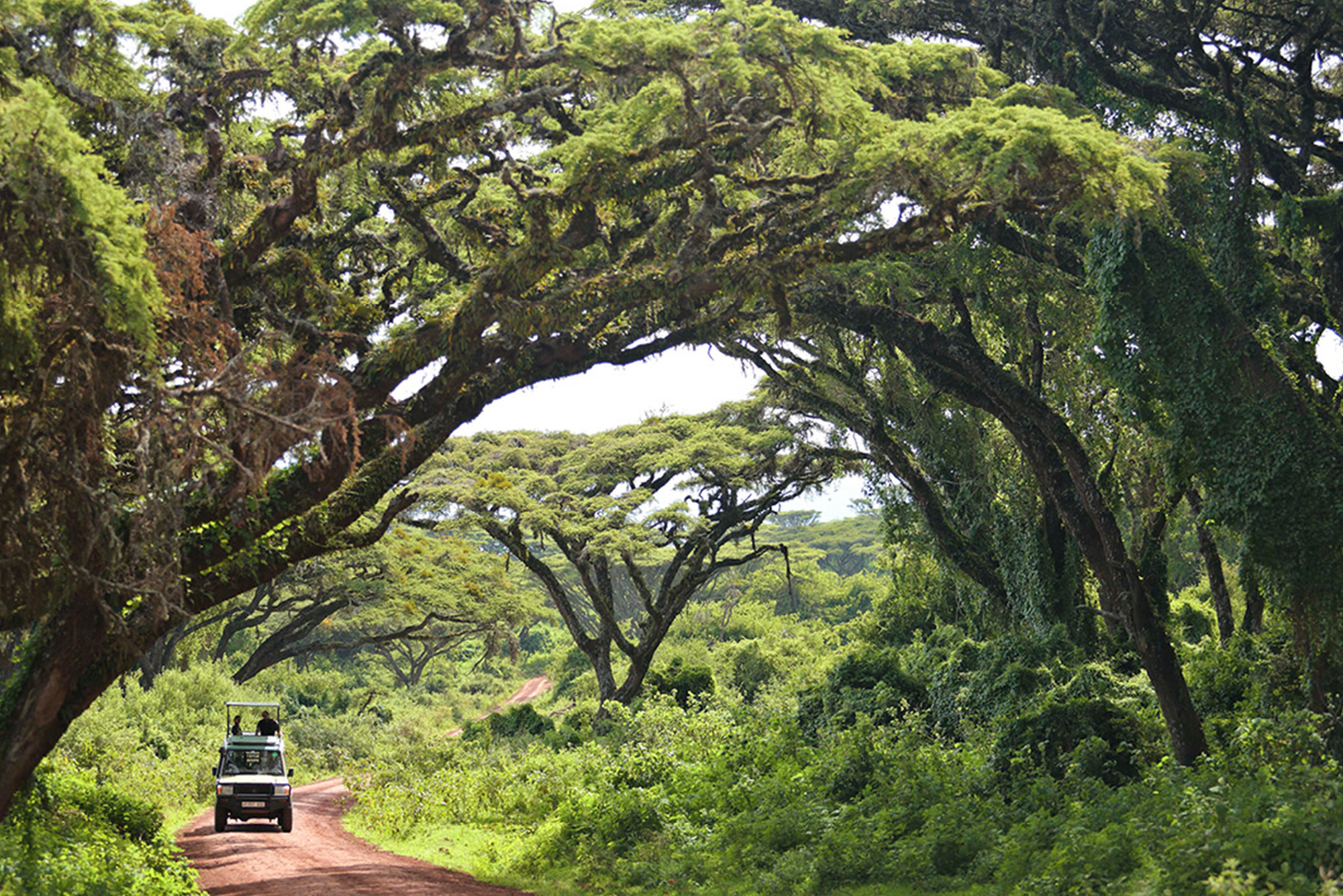 Ngorongoro Crater