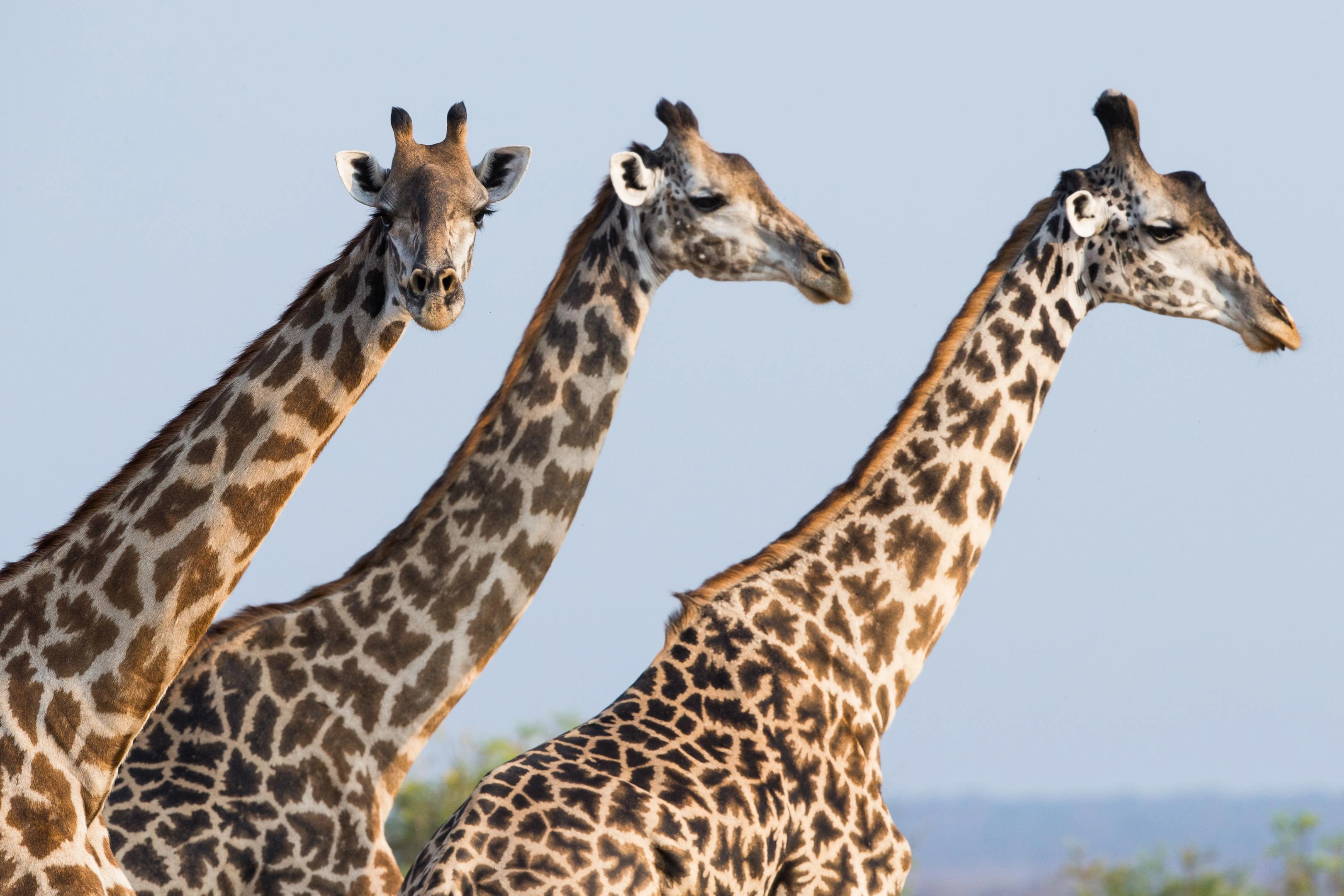 Southern plains safari landscape in Tanzania during calving season