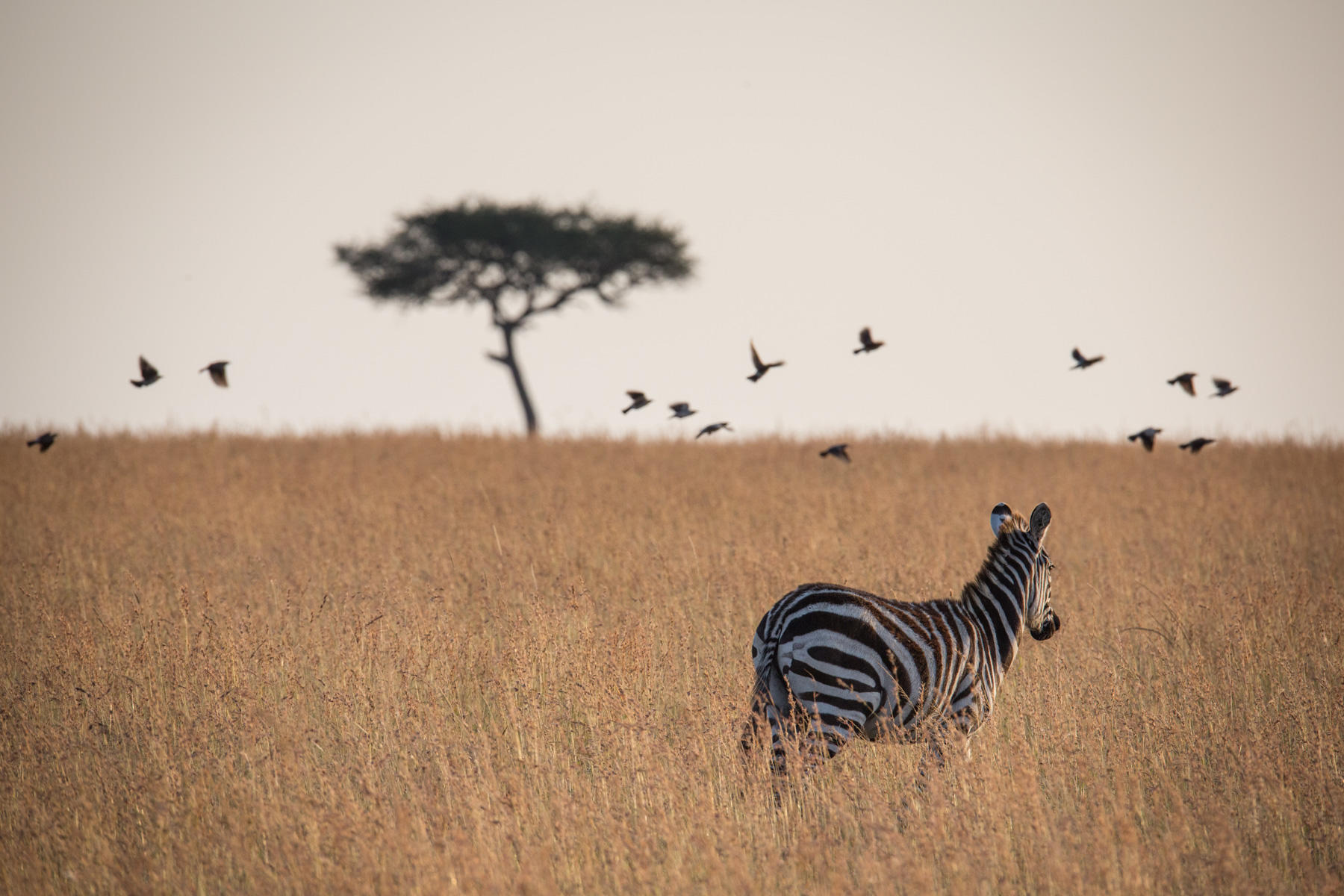 Kenya safaris with Afro-Views — Masai Mara and Amboseli