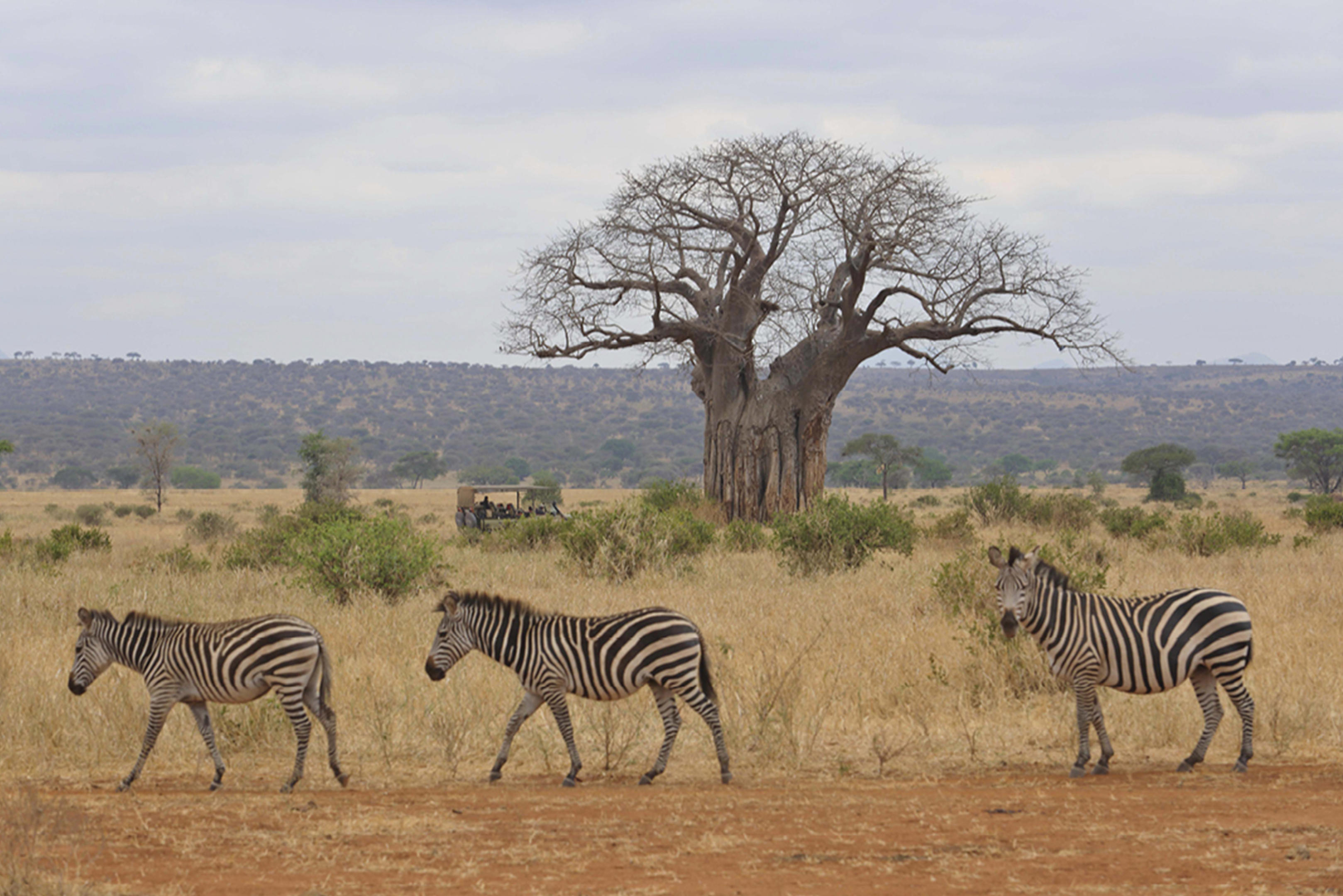 1-Day Tarangire Group Safari
